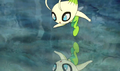 Celebi (sauvage)