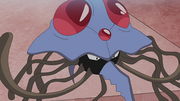 Tentacruel(d'un Dresseur)