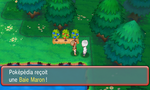 Route 104 Baie Maron ROSA.png