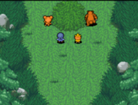 Teddiursa et Ursaring se dirigent vers la Source Lumineuse en évitant le piège.