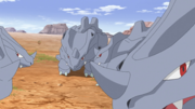 Rhinocorne(multiples ; sauvages)