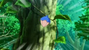 Baie Maron animé.png